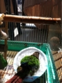 [Conure][ウロコインコ][ウロコインコ][インコ]くるみ（バシャバシャ！）