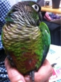 [Conure][ウロコインコ][ウロコインコ][インコ]くるみ（もふもふしちゃって大変！）