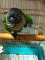 [Conure][ウロコインコ][ウロコインコ][インコ]くるみ（さて起きますか）