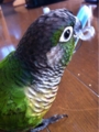 [Conure][ウロコインコ][ウロコインコ][インコ]くるみ（洗濯物を干すならお手伝いするよー！）