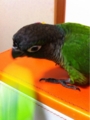 [Conure][ウロコインコ][ウロコインコ][インコ]くるみ（ぽいっ）