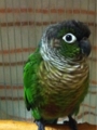 [Conure][ウロコインコ][ウロコインコ][インコ]くるみ（おはよー）