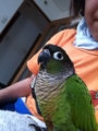 [Conure][ウロコインコ][ウロコインコ][インコ]くるみ（ぶーちゃん夏仕様）