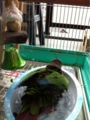 [Conure][ウロコインコ][ウロコインコ][インコ]くるみ（やたー！）