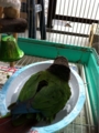 [Conure][ウロコインコ][ウロコインコ][インコ]くるみ（バシャバシャしてやるー！）