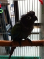 [Conure][ウロコインコ][ウロコインコ][インコ]くるみ（頭から耳がー！）