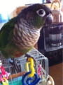 [Conure][ウロコインコ][ウロコインコ][インコ]くるみ（カラフル大好き！）