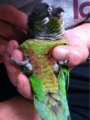 [Conure][ウロコインコ][ウロコインコ][インコ]くるみ（やばいよー）