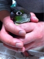 [Conure][ウロコインコ][ウロコインコ][インコ]くるみ（目がくんくるりん）