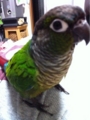 [Conure][ウロコインコ][ウロコインコ][インコ]くるみ（だんなひゃんの背中のマッサージ中）