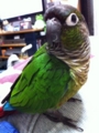 [Conure][ウロコインコ][ウロコインコ][インコ]くるみ（あぼーん）