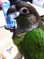 [Conure][ウロコインコ][ウロコインコ][インコ]くるみ（くーの宝物だからねー！）