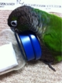 [Conure][ウロコインコ][ウロコインコ][インコ]くるみ（中身は何だろね？）