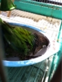 [Conure][ウロコインコ][ウロコインコ][インコ]くるみ（いえーい！）