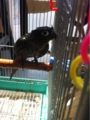 [Conure][ウロコインコ][ウロコインコ][インコ]くるみ（角が出てるの？）