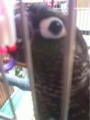 [Conure][ウロコインコ][ウロコインコ][インコ]くるみ（かじりたいぜー！）