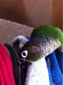 [Conure][ウロコインコ][ウロコインコ][インコ]くるみ（あらやだ、万歩計）