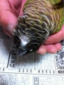 [Conure][ウロコインコ][ウロコインコ][インコ]くるみ（のどー！）