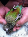 [Conure][ウロコインコ][ウロコインコ][インコ]くるみ（足が不安定！）