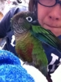 [Conure][ウロコインコ][ウロコインコ][インコ]くるみ（くーにうつさないでね！）