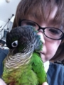 [Conure][ウロコインコ][ウロコインコ][インコ]くるみ（マターリ）