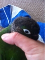 [Conure][ウロコインコ][ウロコインコ][インコ]くるみ（ここの皮が好き！）