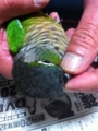 [Conure][ウロコインコ][ウロコインコ][インコ]くるみ（いたずらばっかりしてるとこうなるのねー）