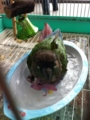 [Conure][ウロコインコ][ウロコインコ][インコ]くるみ（赤ちゃんプールって何さ？）