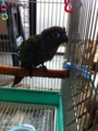 [Conure][ウロコインコ][ウロコインコ][インコ]くるみ（テトでーす）