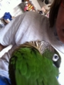 [Conure][ウロコインコ][ウロコインコ][インコ]くるみ（日曜日の朝！）