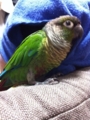 [Conure][ウロコインコ][ウロコインコ][インコ]くるみ（髪の毛にスリスリ〜）