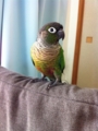 [Conure][ウロコインコ][ウロコインコ][インコ]くるみ（普通のウロコっぽいって何さ？）