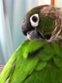 [Conure][ウロコインコ]