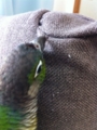 [Conure][ウロコインコ][ウロコインコ][インコ]くるみ（やだ、落ちちゃう）