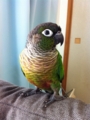 [Conure][ウロコインコ][ウロコインコ][インコ]くるみ（ん？）