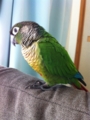 [Conure][ウロコインコ]