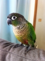 [Conure][ウロコインコ][ウロコインコ][インコ]くるみ（えっ、地震？）