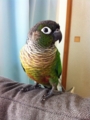 [Conure][ウロコインコ][ウロコインコ][インコ]くるみ（ビビリーなわけじゃないやい！）