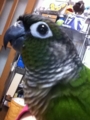 [Conure][ウロコインコ][ウロコインコ][インコ]くるみ（にゃーに？）