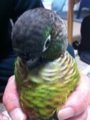 [Conure][ウロコインコ][ウロコインコ][インコ]くるみ（ウロコ印籠って何さ？）