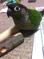 [Conure][ウロコインコ][ウロコインコ][インコ]くるみ（トンカチ壊しちゃった）