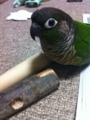 [Conure][ウロコインコ][ウロコインコ][インコ]くるみ（薪割りのバイトでもすっかな）