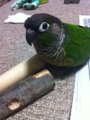 [Conure][ウロコインコ][ウロコインコ][インコ]くるみ（今度またこれ買ってね！）