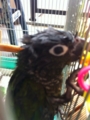 [Conure][ウロコインコ]