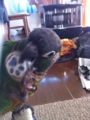 [Conure][ウロコインコ]