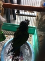 [Conure][ウロコインコ][ウロコインコ][インコ]くるみ（プール！　プール！）