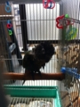 [Conure][ウロコインコ]