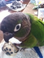 [Conure][ウロコインコ]