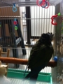 [Conure][ウロコインコ]