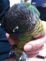 [Conure][ウロコインコ]